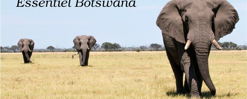 logo essentiel botswana agence locale