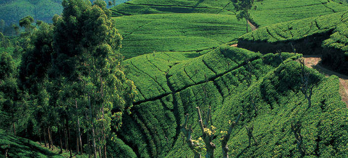 ©Tropical-destination-photo1