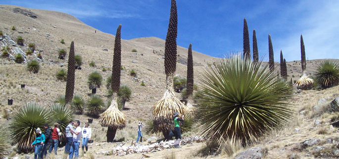 ©andar-peruano-photo3