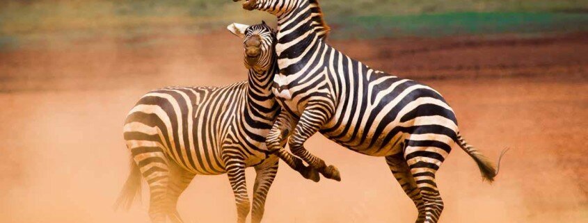 ©leboo-safaris-photo7