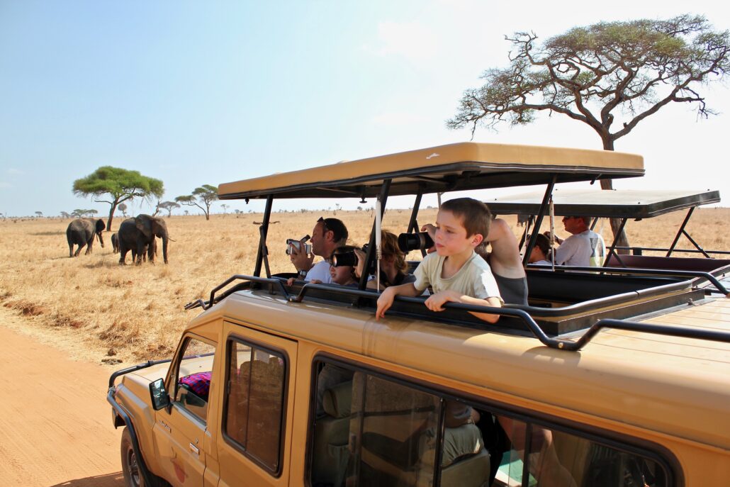 observation des éléphants dans le parc national de Tarangire