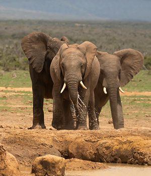 vignet_Mozambique7